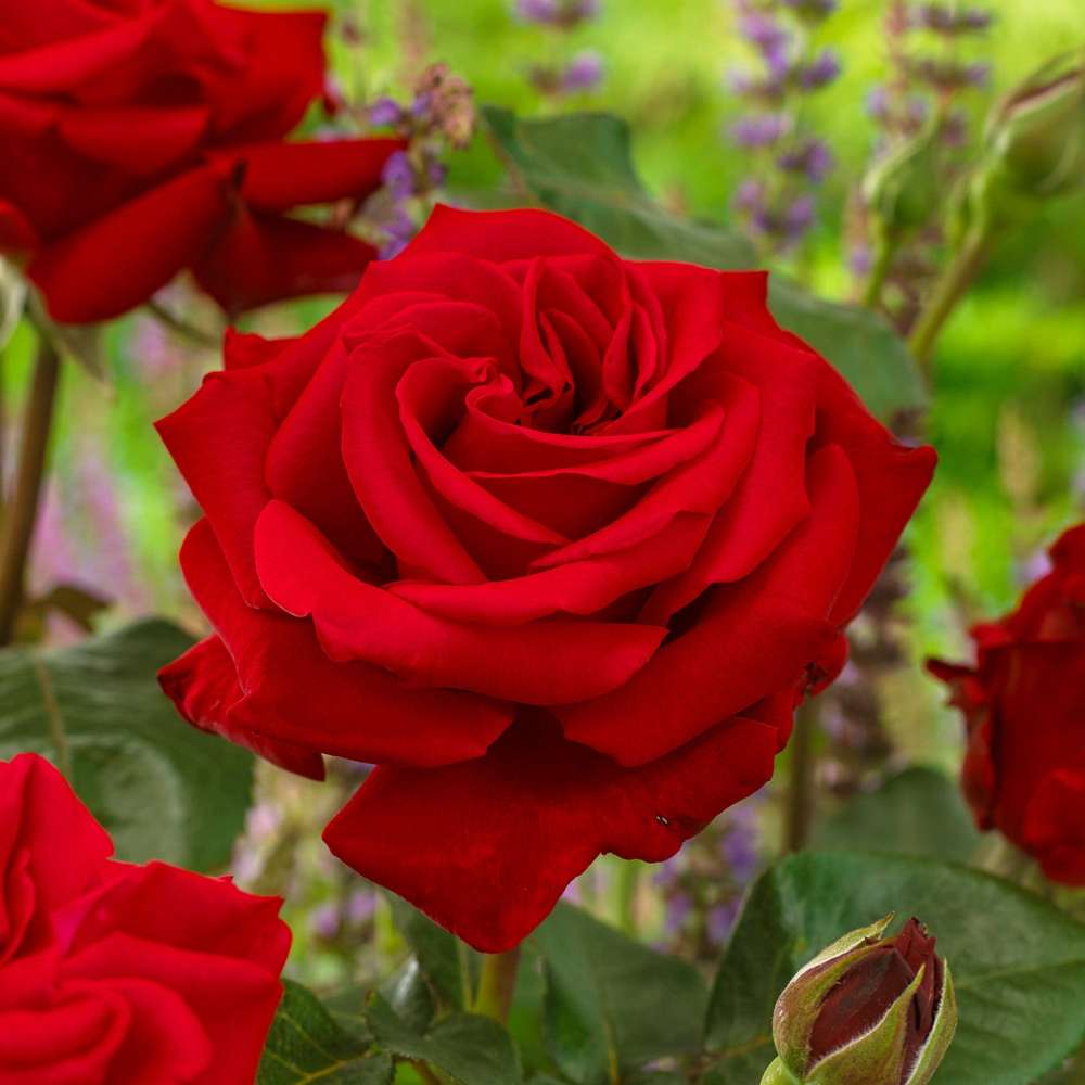 Ros 'Ingrid Bergman®'